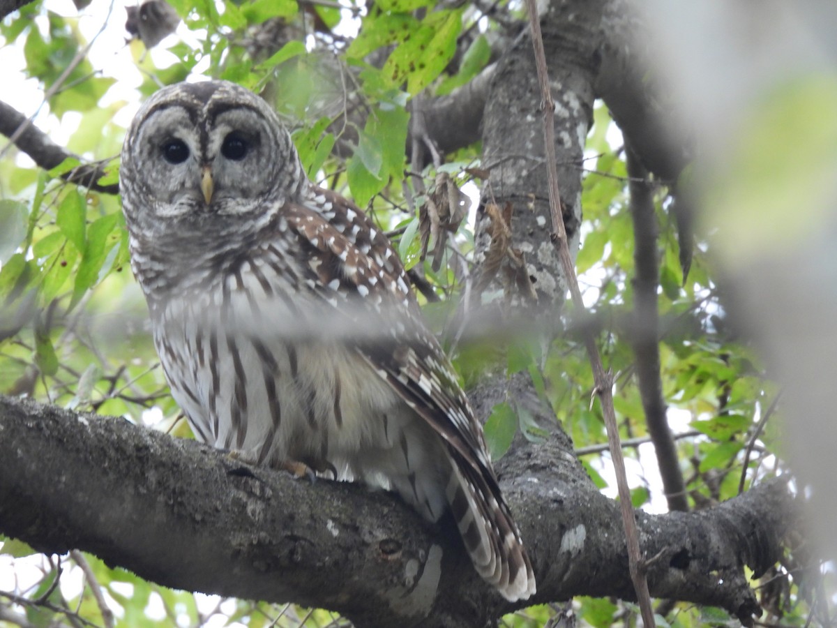 Barred Owl - ML646016437