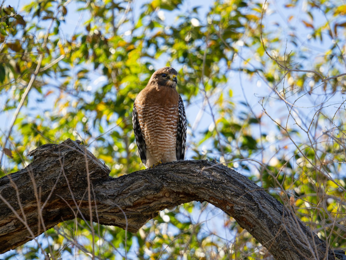 Red-shouldered Hawk - ML646016440