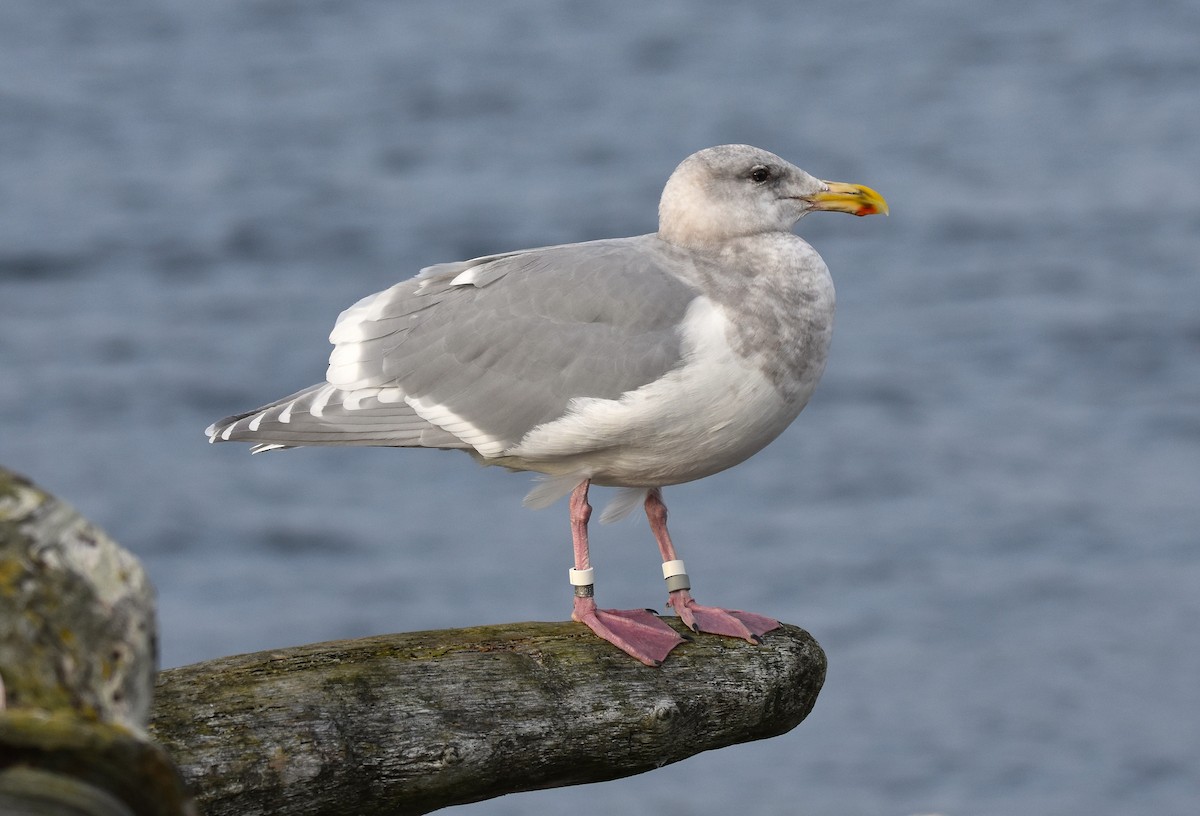Glaucous-winged Gull - ML646016441