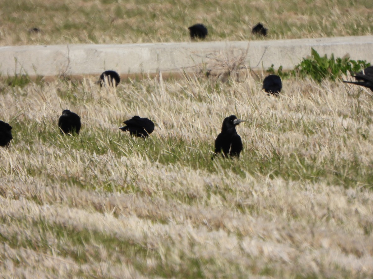 Ekin Kargası - ML646016444