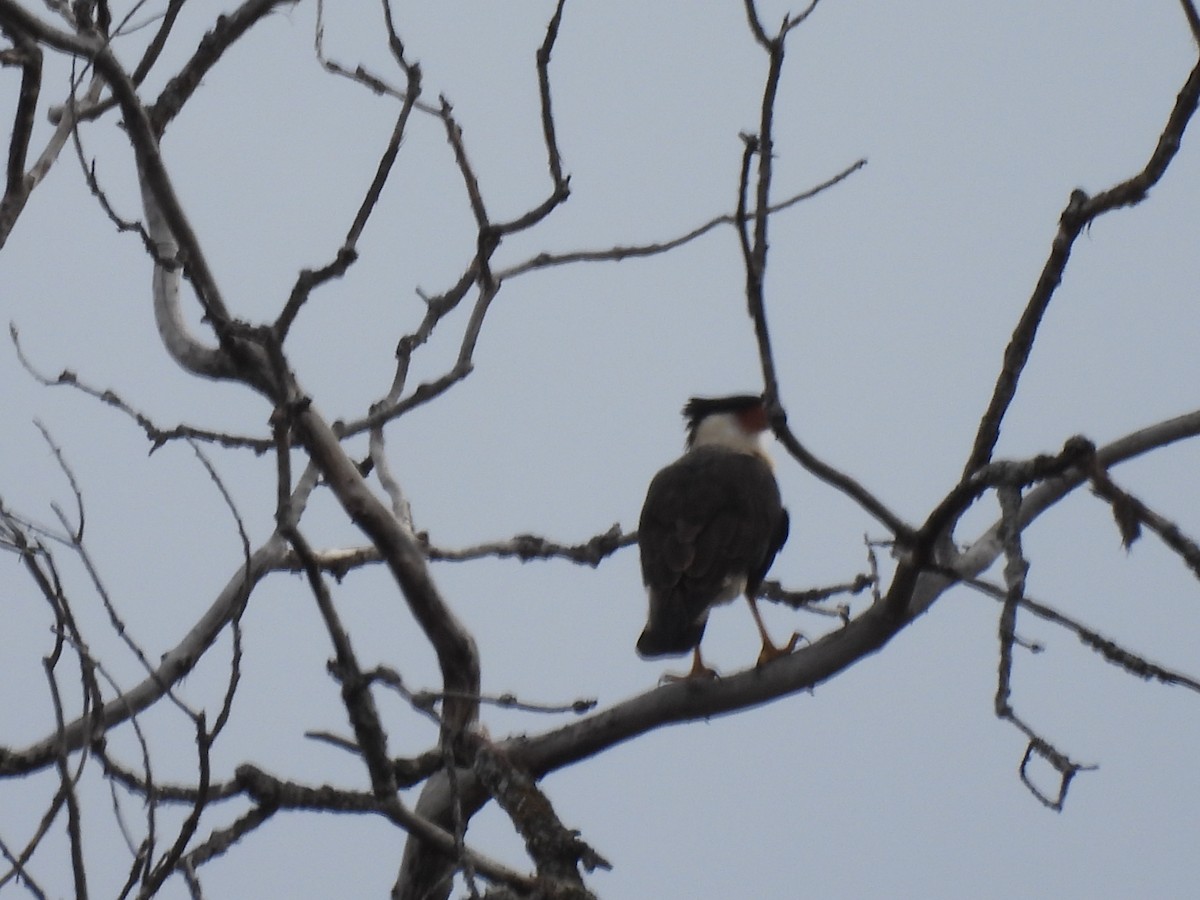 Crested Caracara - ML646016445