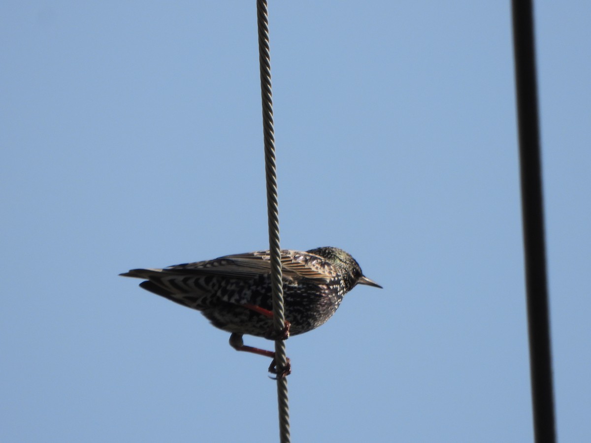 Sığırcık - ML646016467