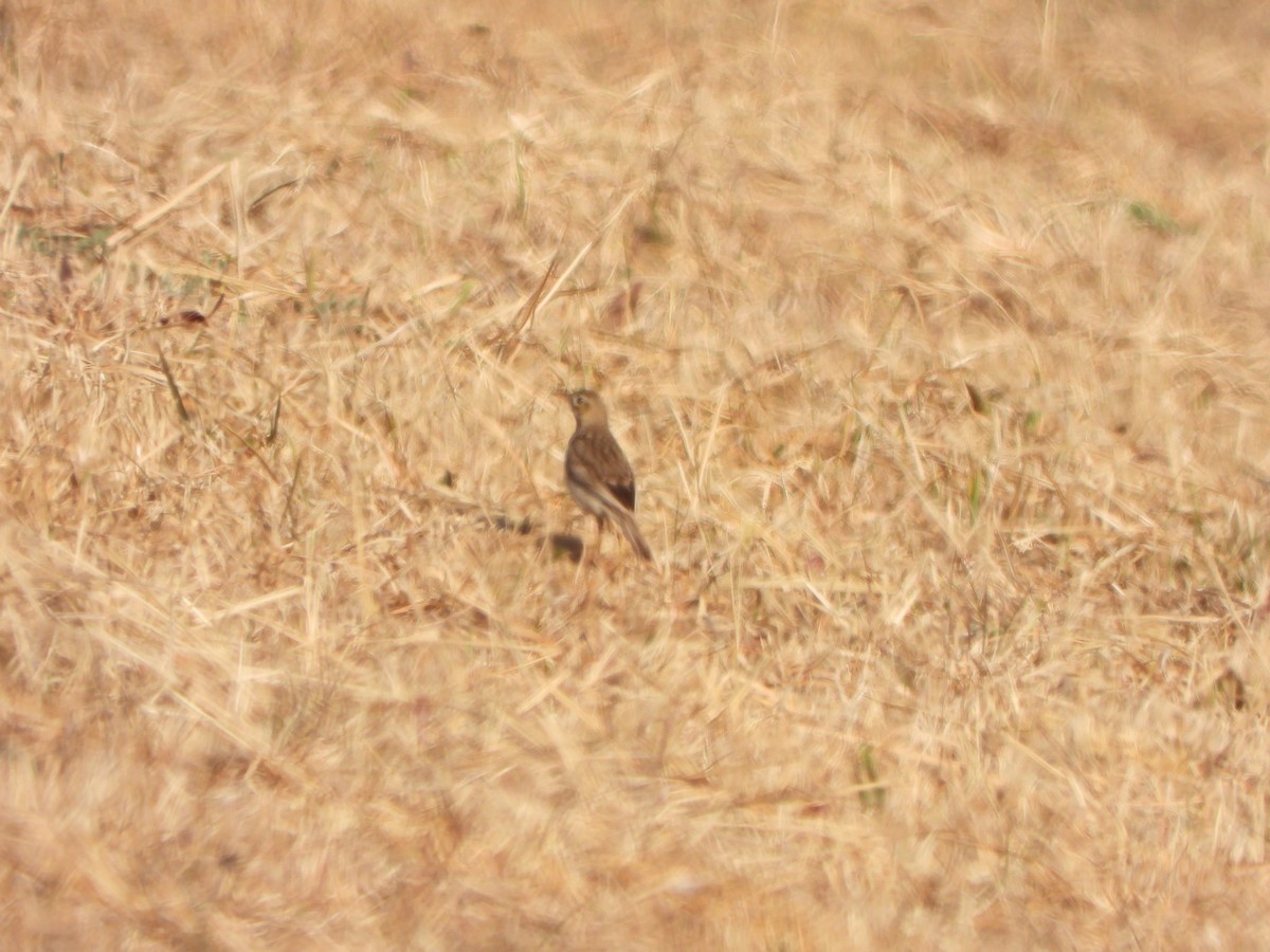 Richard's Pipit - ML646016471