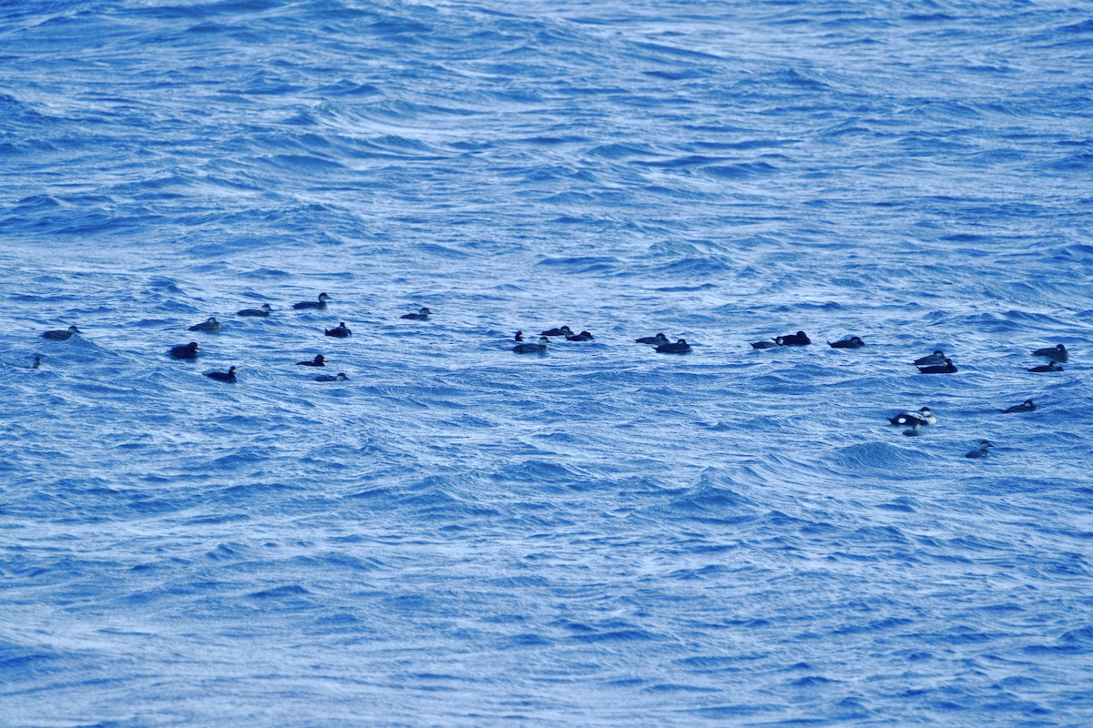 turpan žlutozobý - ML646016473