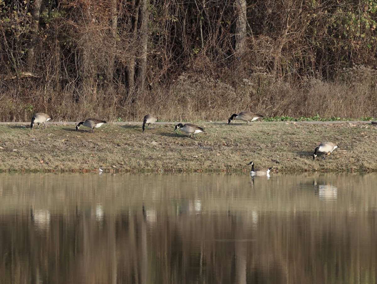 Canada Goose - ML646016474