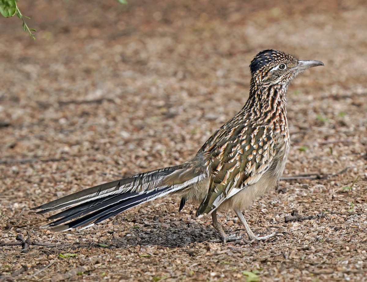 Greater Roadrunner - ML646016477