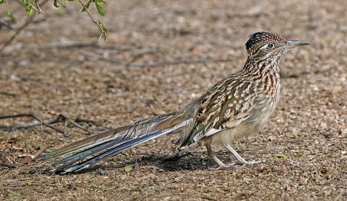 Greater Roadrunner - ML646016478
