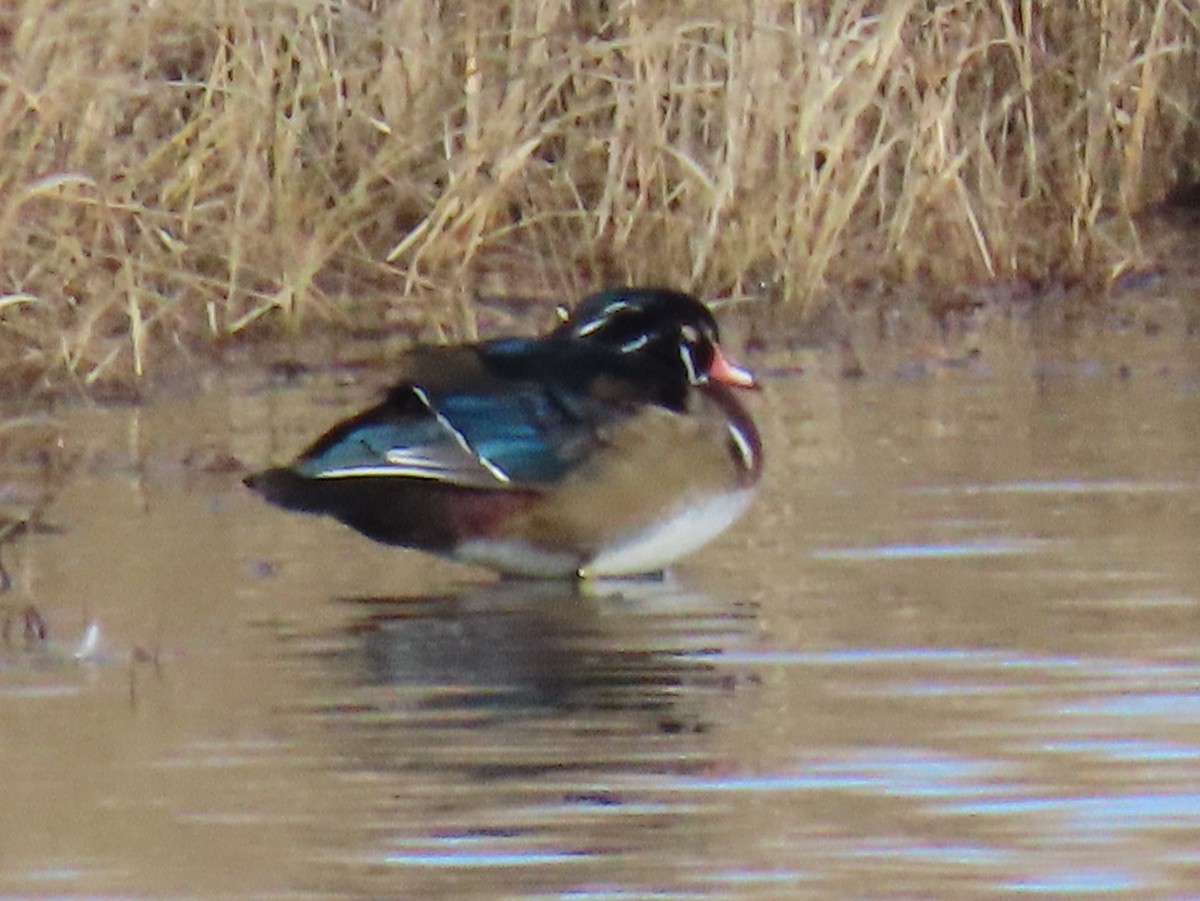 Wood Duck - ML646016479