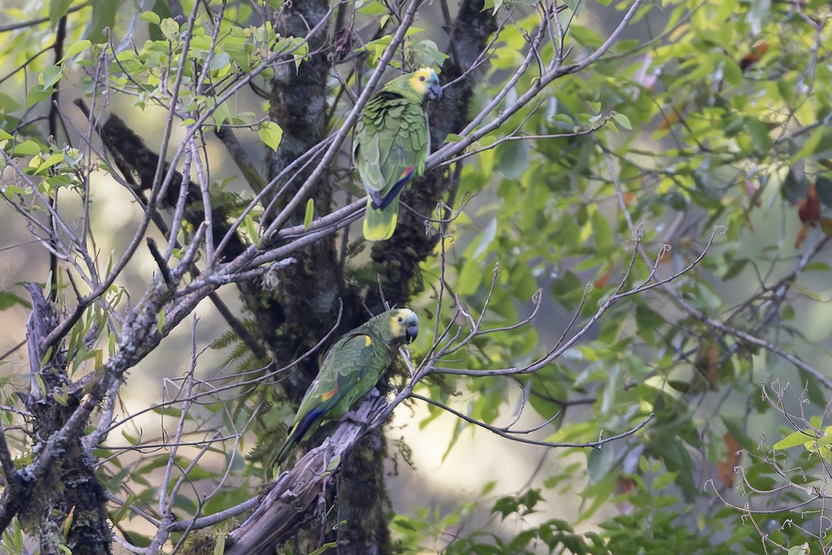 Amazona kopetaurdina - ML646016491