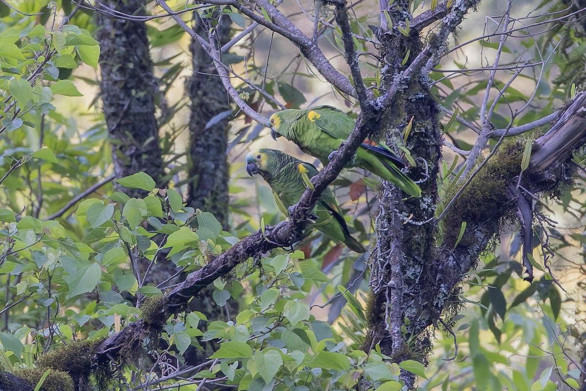 Amazona kopetaurdina - ML646016492