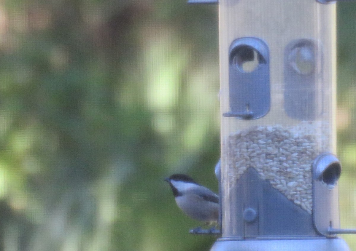 Каролинская гаичка - ML646016502