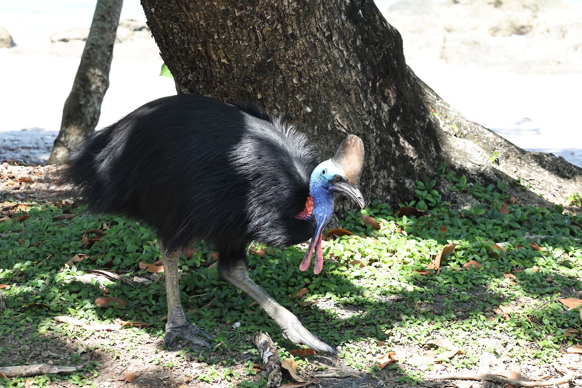 toflikkasuar - ML646016503