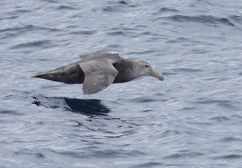 Southern Giant-Petrel - ML646016504