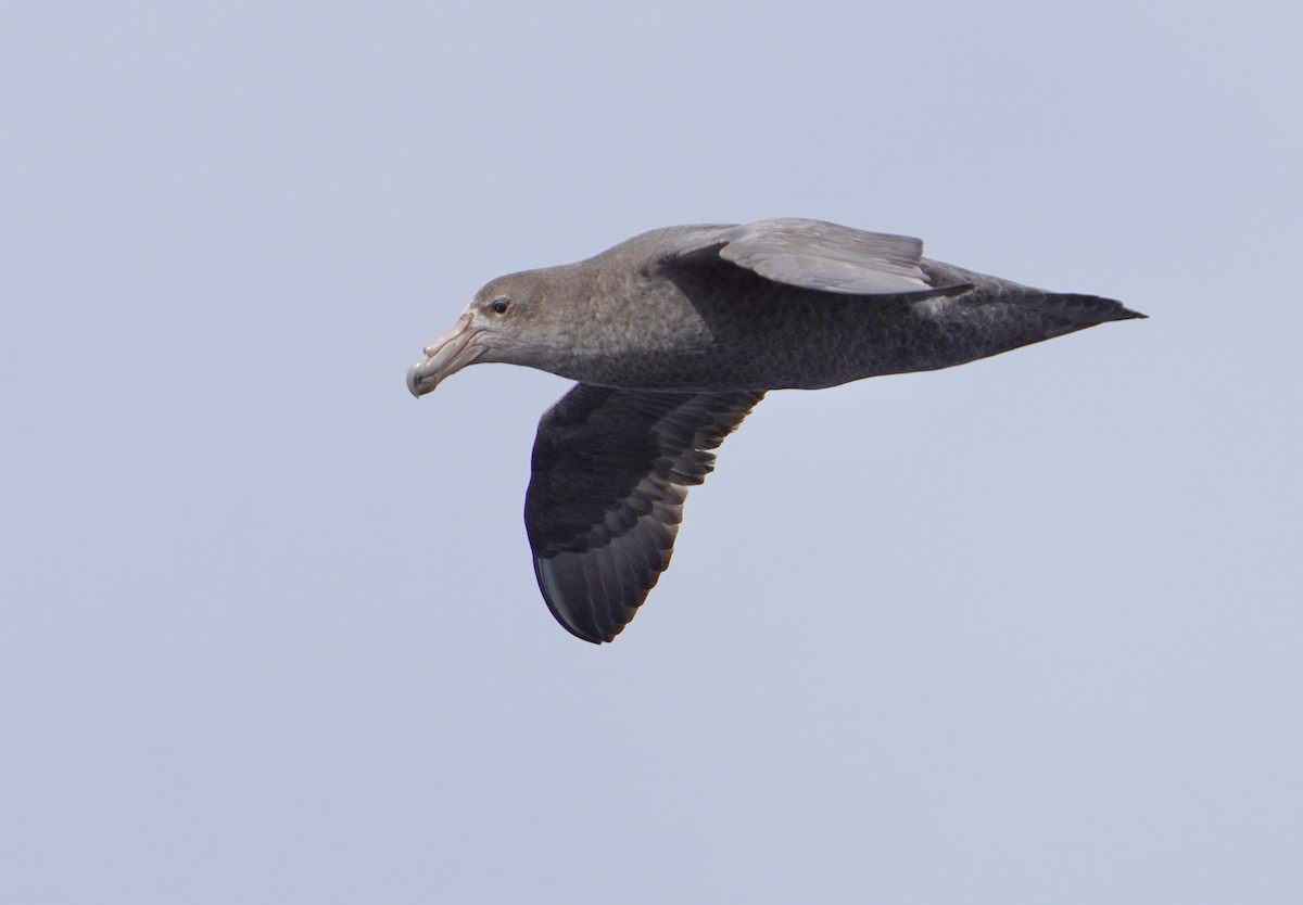 Southern Giant-Petrel - ML646016505