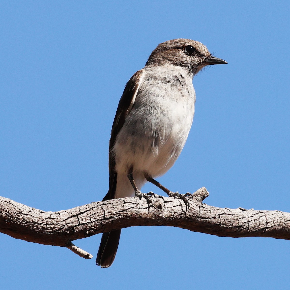 Hooded Robin - ML646016508