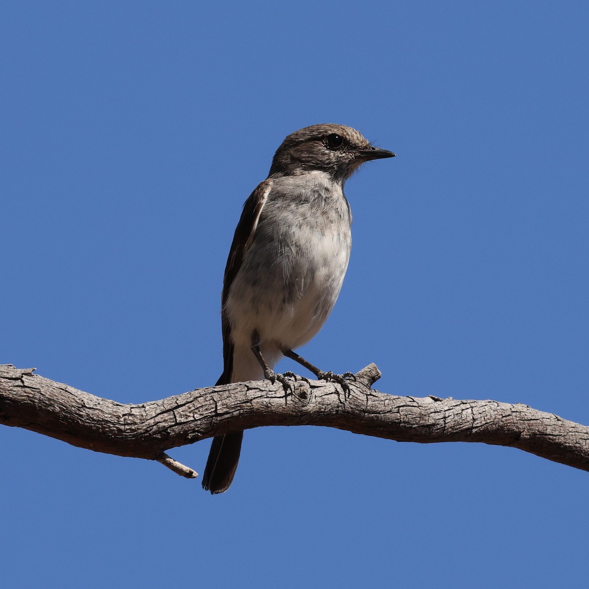 Hooded Robin - ML646016509
