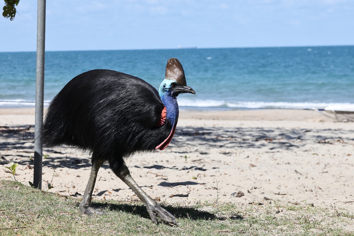 toflikkasuar - ML646016520