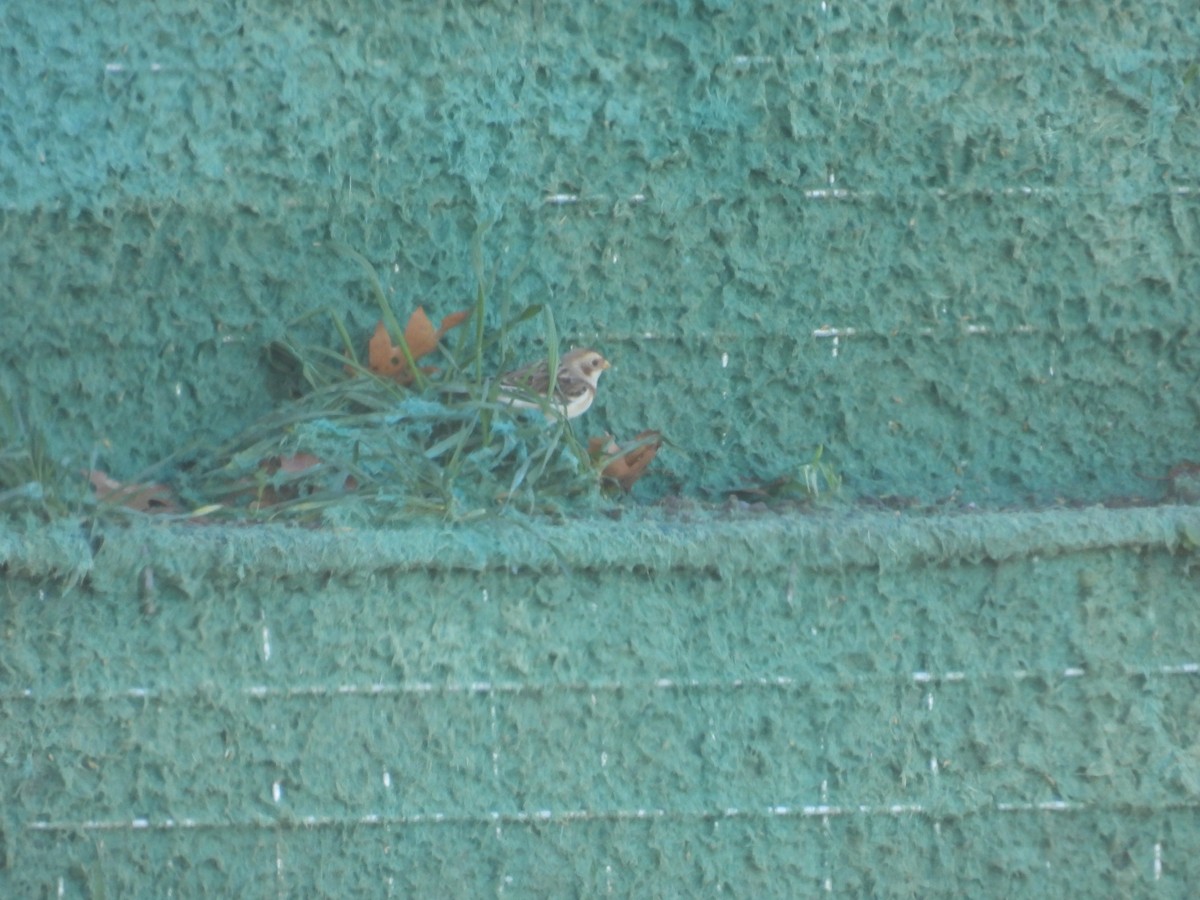 Snow Bunting - ML646016522