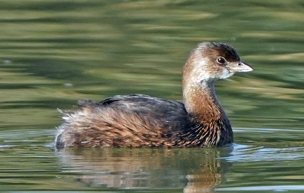 Pied-billed Grebe - ML646016526