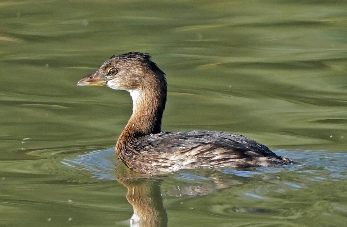 Pied-billed Grebe - ML646016527