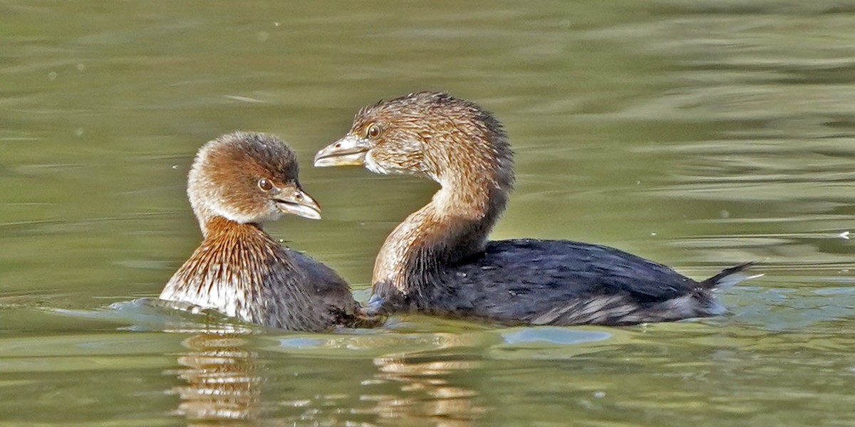 Pied-billed Grebe - ML646016528