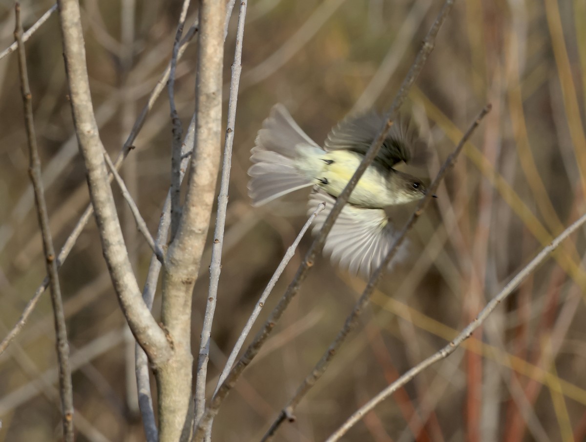Eastern Phoebe - ML646016530