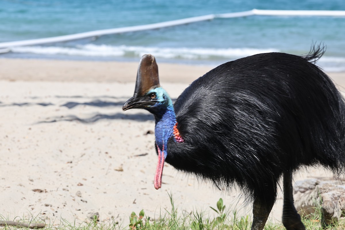 toflikkasuar - ML646016535