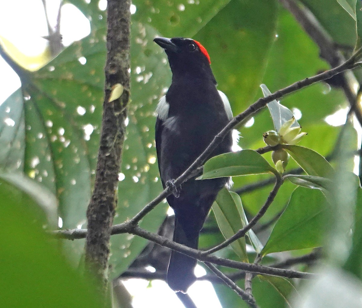 Scarlet-browed Tanager - ML646016537