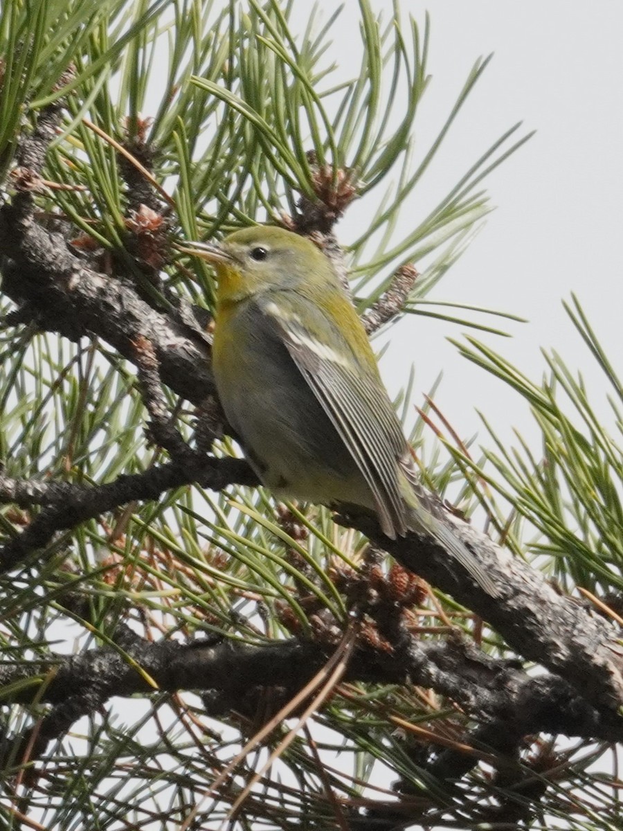 Northern Parula - ML646016541