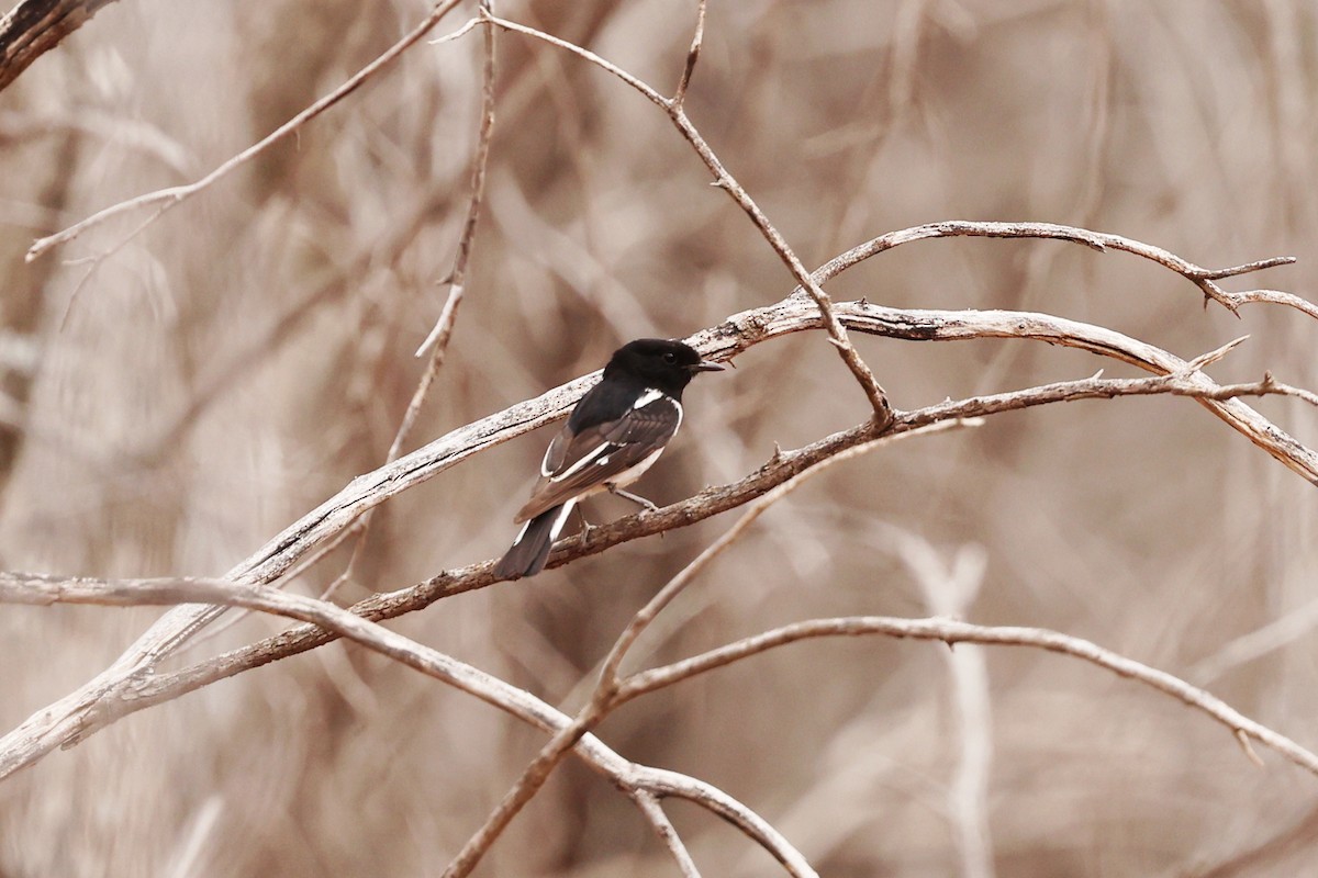 Hooded Robin - ML646016547