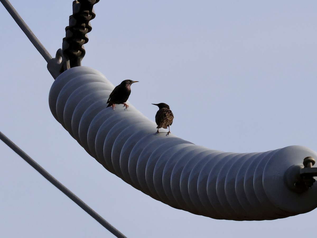 Sığırcık - ML646016548