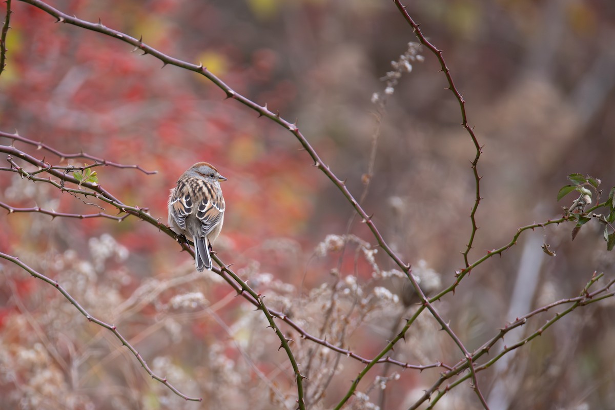 ムナフヒメドリ - ML646016552