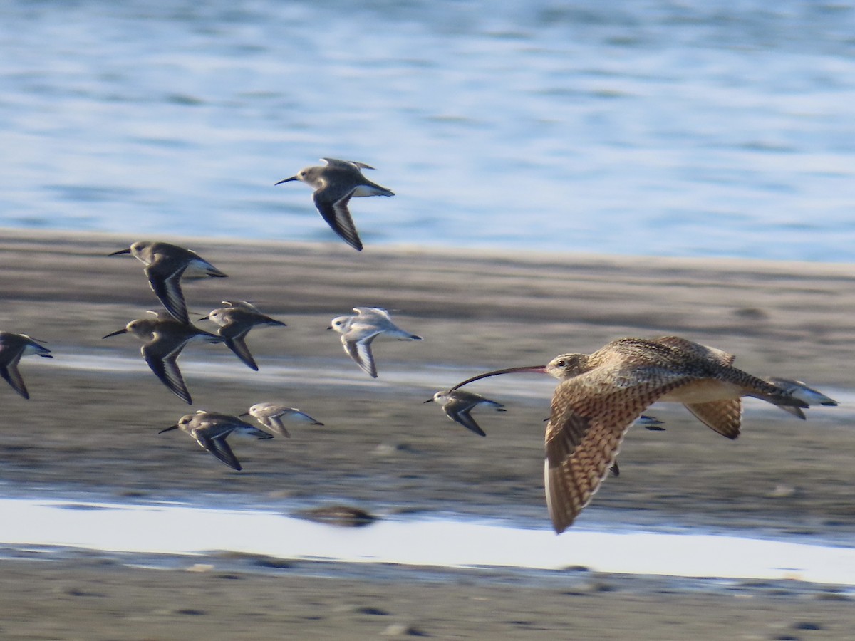 Piping Plover - ML646016560