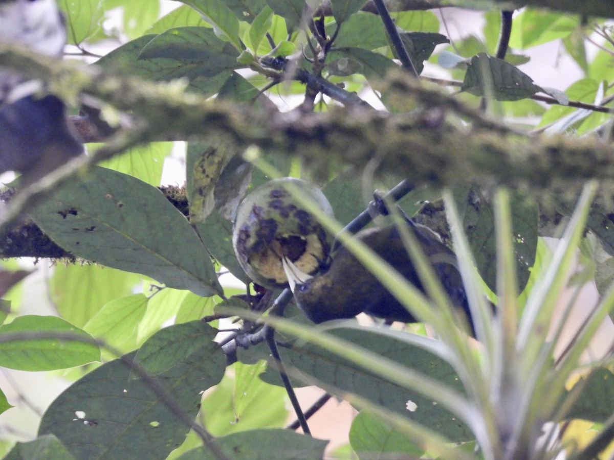 Dusky-green Oropendola - ML646016562