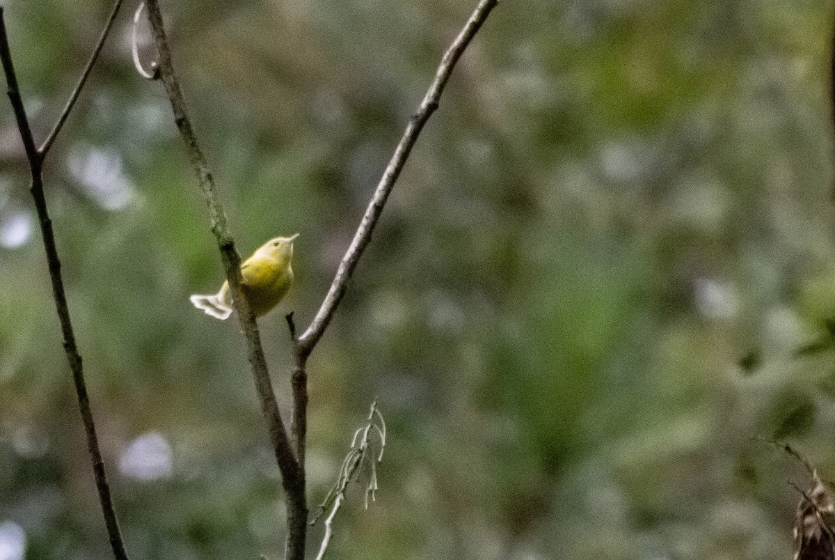 Magnolia Warbler - ML646016575