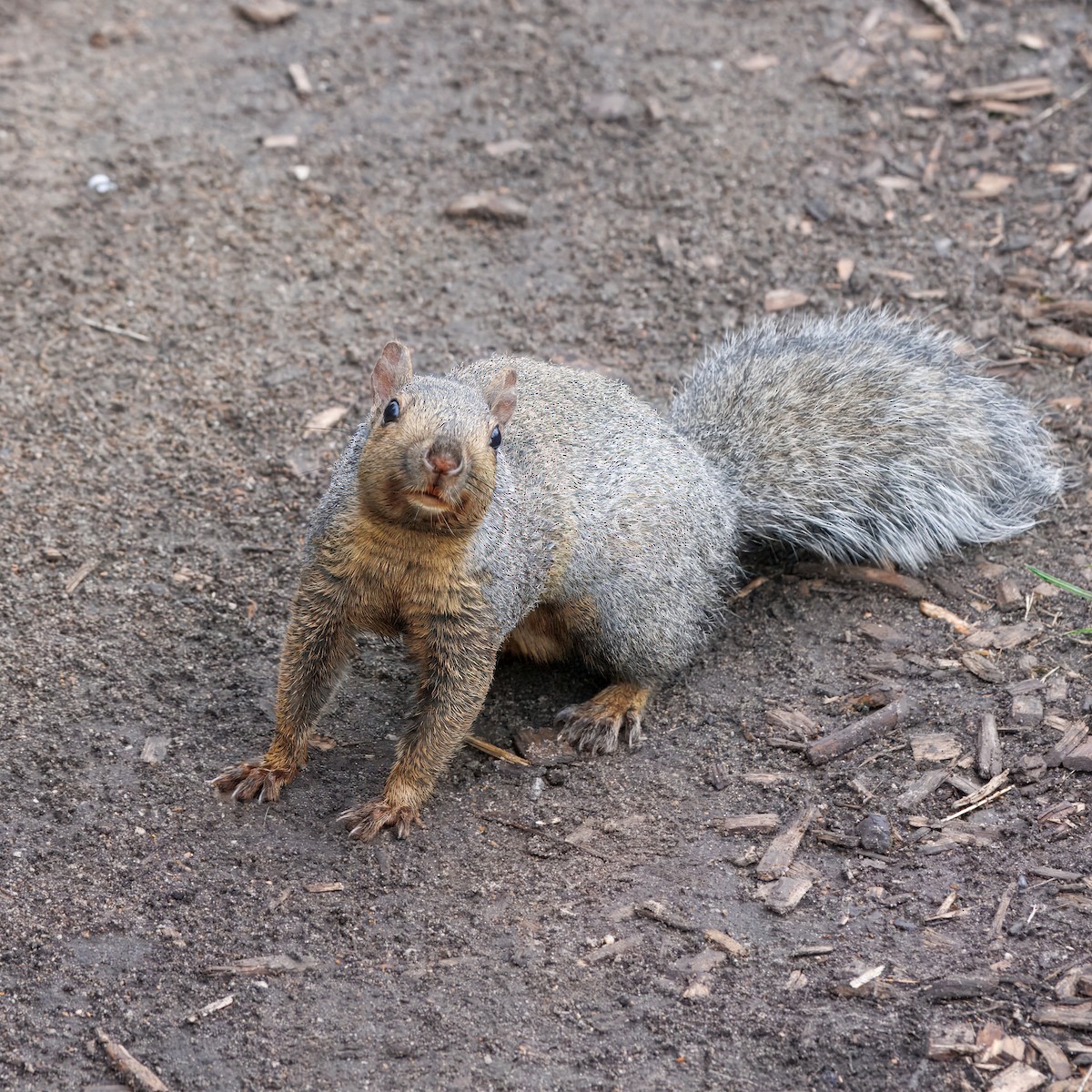 Eastern Gray Squirrel - ML646016576