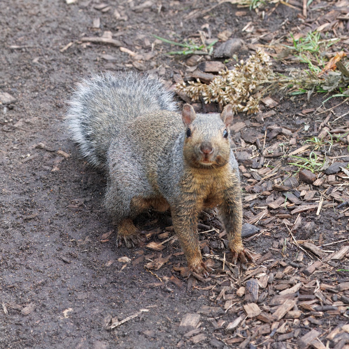 Eastern Gray Squirrel - ML646016577