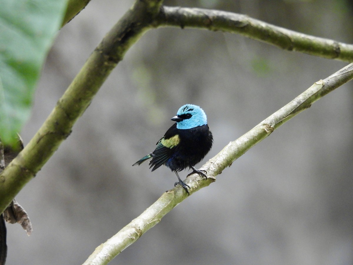 Blue-necked Tanager - ML646016579