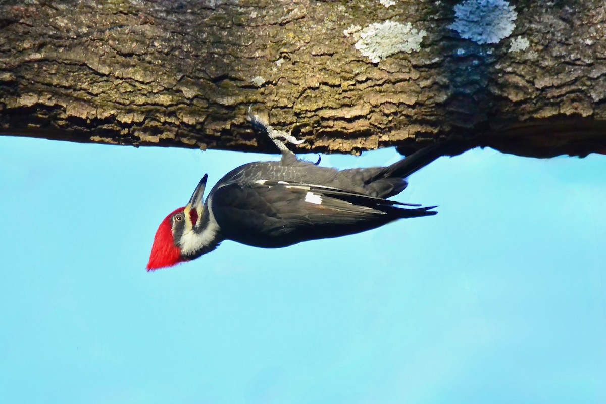 Жовна північна - ML646016582