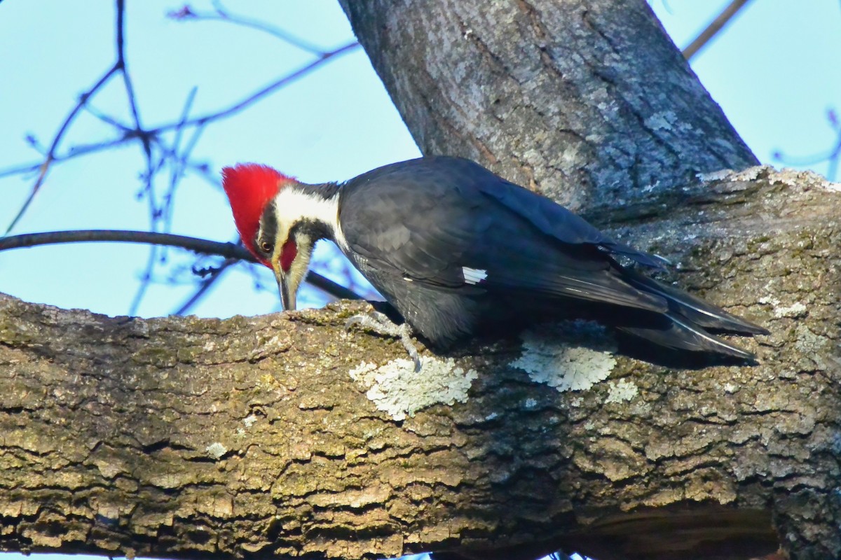 Жовна північна - ML646016583