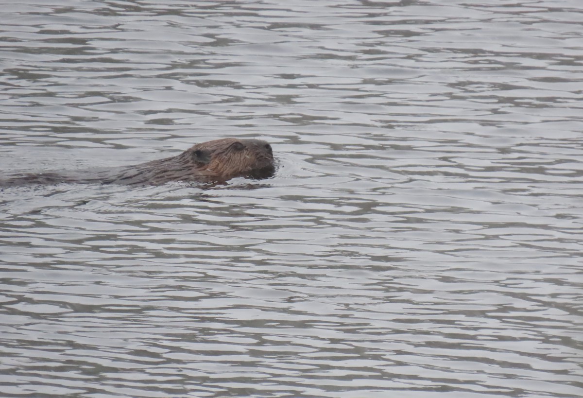 American Beaver - ML646016584