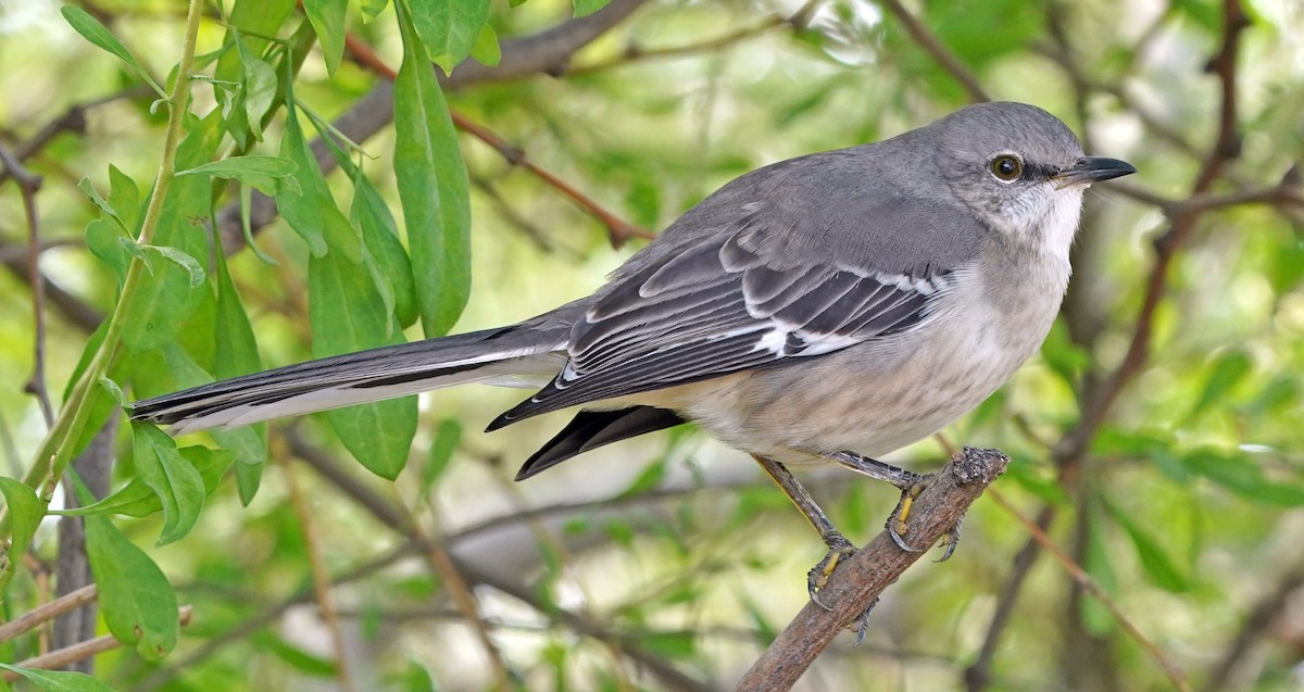 Northern Mockingbird - ML646016586