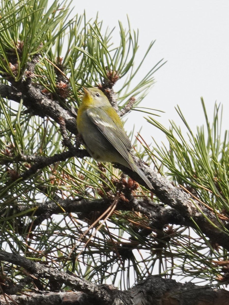 Northern Parula - ML646016587
