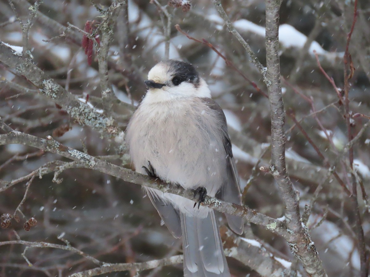 Canada Jay - ML646016589