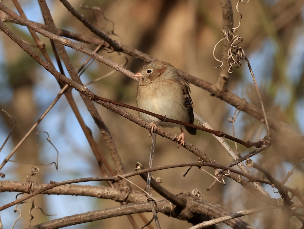 Field Sparrow - ML646016591