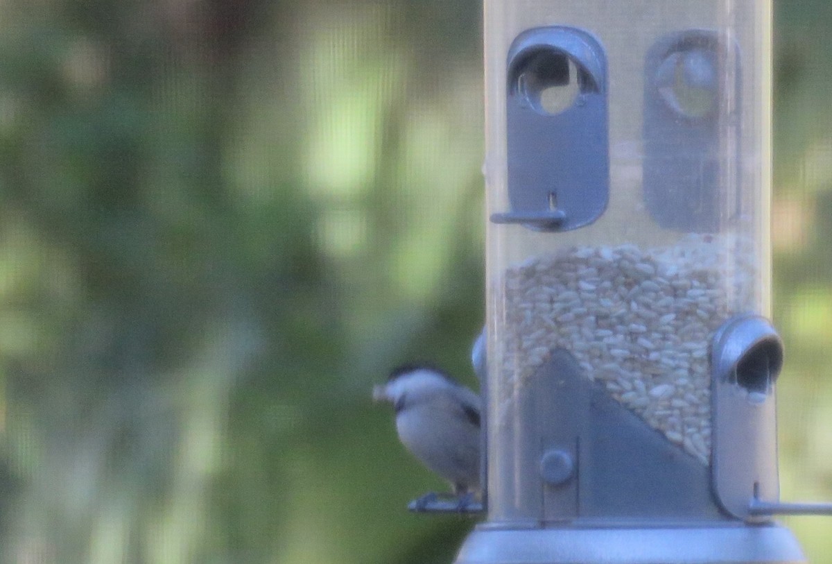 Каролинская гаичка - ML646016593