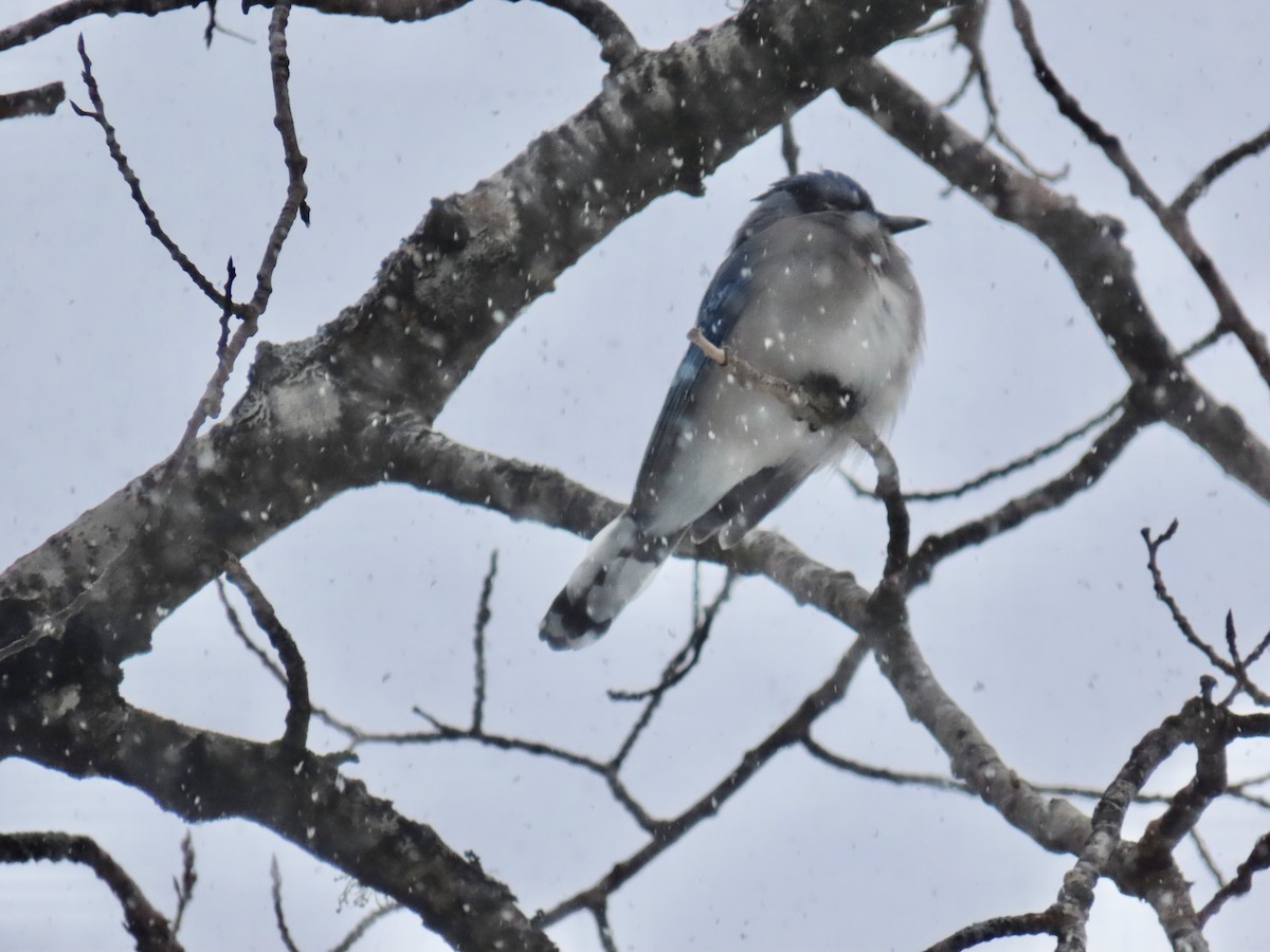 Blue Jay - ML646016599