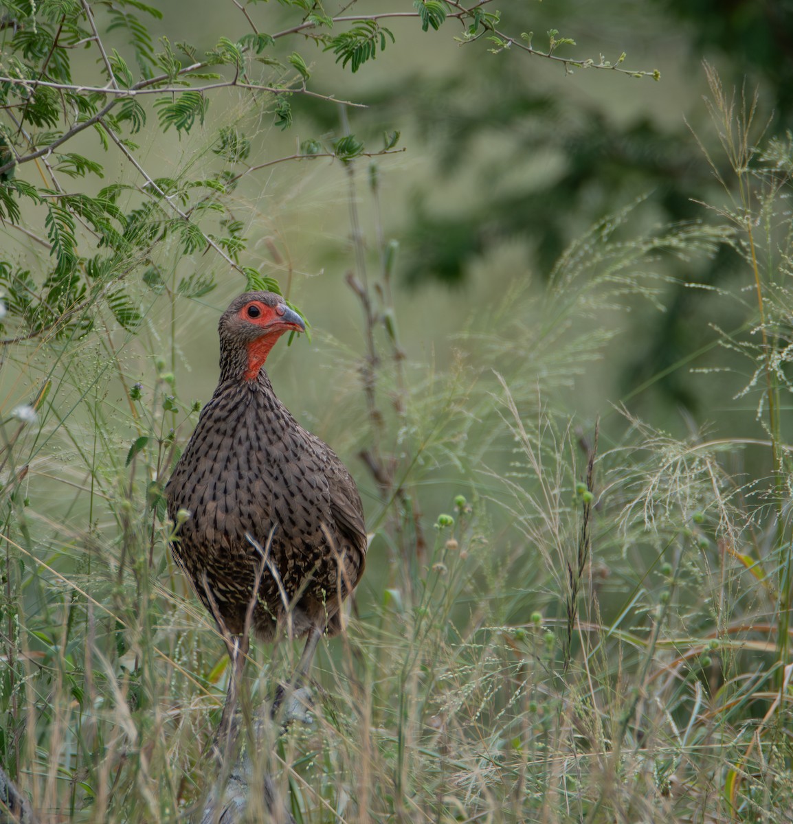 Swainson's Spurfowl - ML646016617