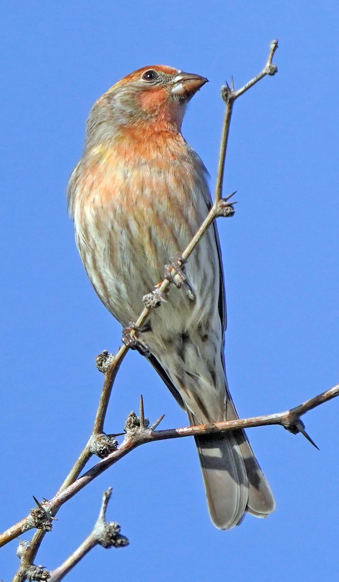 House Finch - ML646016618