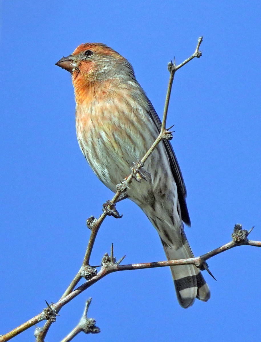 House Finch - ML646016619